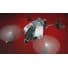 Heli-Max 1SQ V-CAM RTF Quadcopter